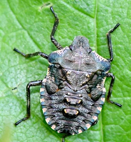 Pentatoma rufipes